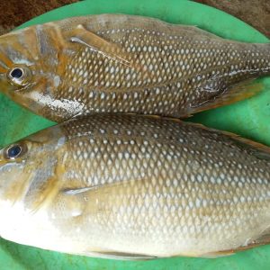 Cá gáy lù tươi sống