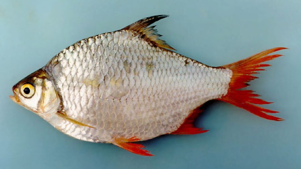 Cá he đỏ tươi sống