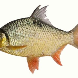 Cá he vàng tươi sống