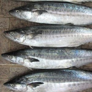 Cá thu tươi sống