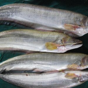 Cá két tươi sống