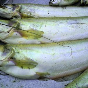 Cá leo tươi sống