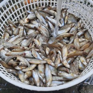 Cá lòng tong tươi sống