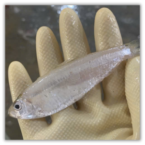 Cá mai tươi sống