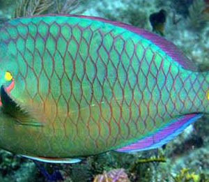 cá mó xanh tươi sống