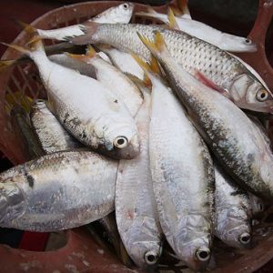 cá mòi hoa tươi sống