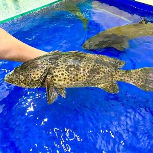 Cá mú đen tươi sống