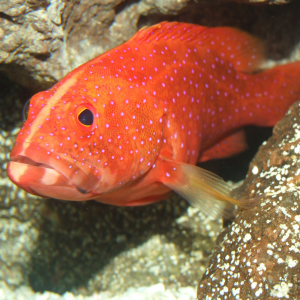 Cá mú đỏ tươi sống