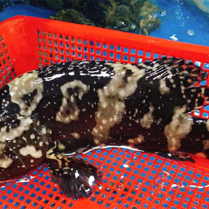 cá mú mè tươi sống