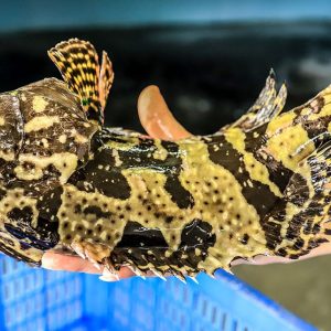 cá mú nghệ tươi sống