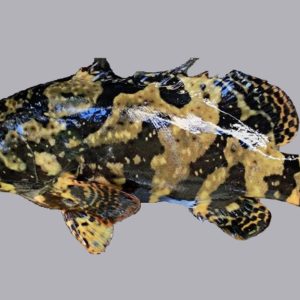 Cá Mú Trân Châu tươi sống