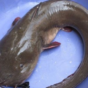 Cá ngát tươi sống