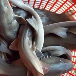 Cá nhám tươi sống