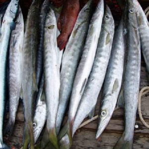 Cá Nhồng tươi sống