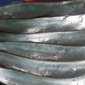 Cá rựa tươi sống