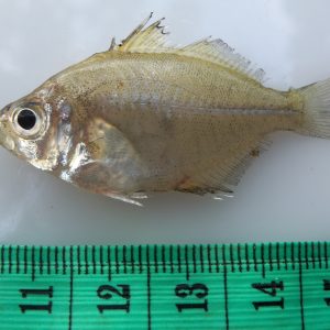 cá sơn bầu tươi sống