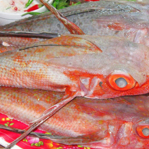 Cá Tắc Kè tươi sống