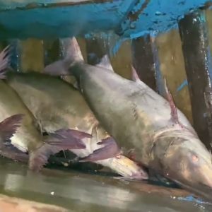 Cá Thiều Tươi Sống