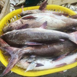 cá thiều tươi sống