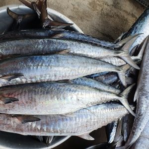 Cá thu đao tươi sống