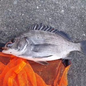 cá tráp đen tươi sống