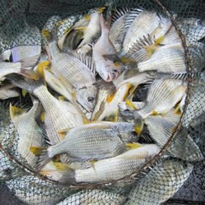 Cá tráp thương phẩm