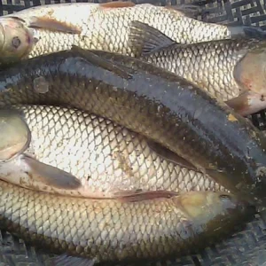 cá trôi tươi sống