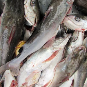 Cá Úc tươi sống