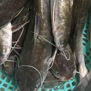 cá vồ chó tươi sống