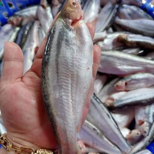 Cá xác sọc tươi sống