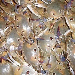 Ghẹ ba chấm tươi sống