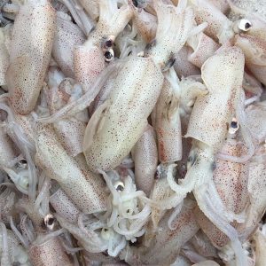 Mực sim tươi sống