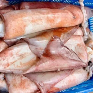 Mực Xà tươi sống