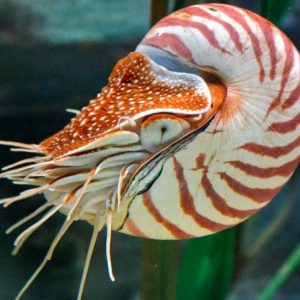 Ốc Anh Vũ tươi sống