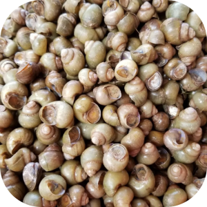 ốc gạo tươi sống