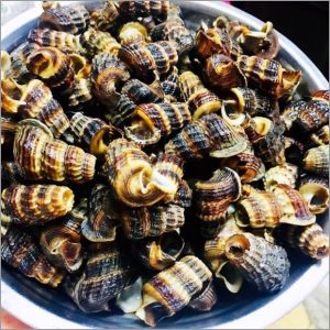 ốc len tươi sống