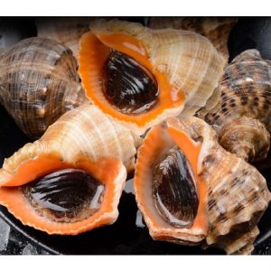 ốc mặt trăng tươi sống