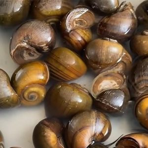 Ốc mít tươi sống