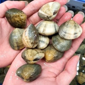 Sò mía tươi sống