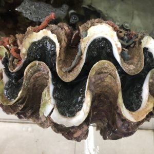 Sò tai tượng tươi sống