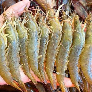 tôm đất tươi sống