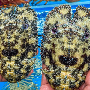 Tôm Hùm Mủ Ni đen tươi sống