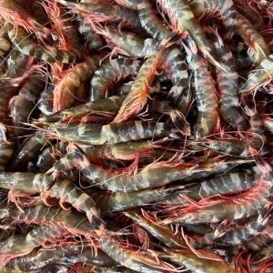 Tôm Sắt tươi sống