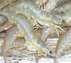 Tôm thẻ chân trắng